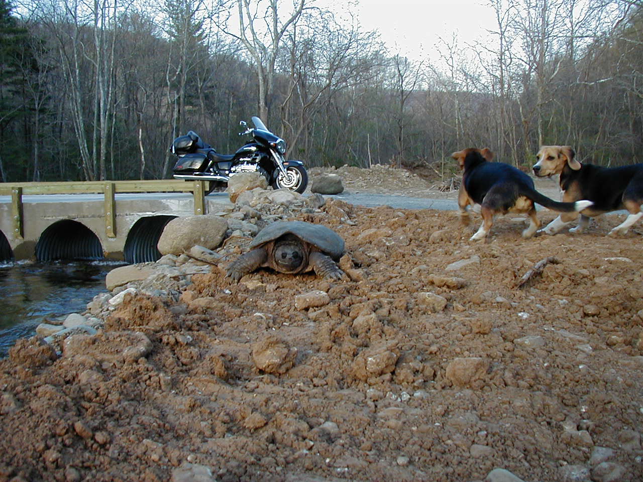 Name:  P4180004 (1).JPG
Views: 333
Size:  211.3 KB