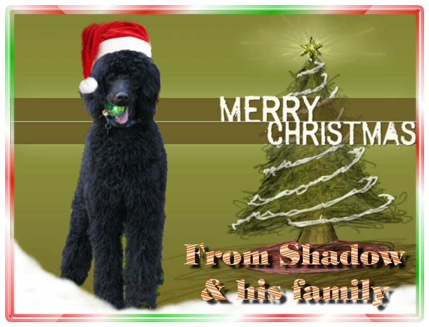 Name:  shadow-christmas-card-3.jpg
Views: 35169
Size:  291.5 KB