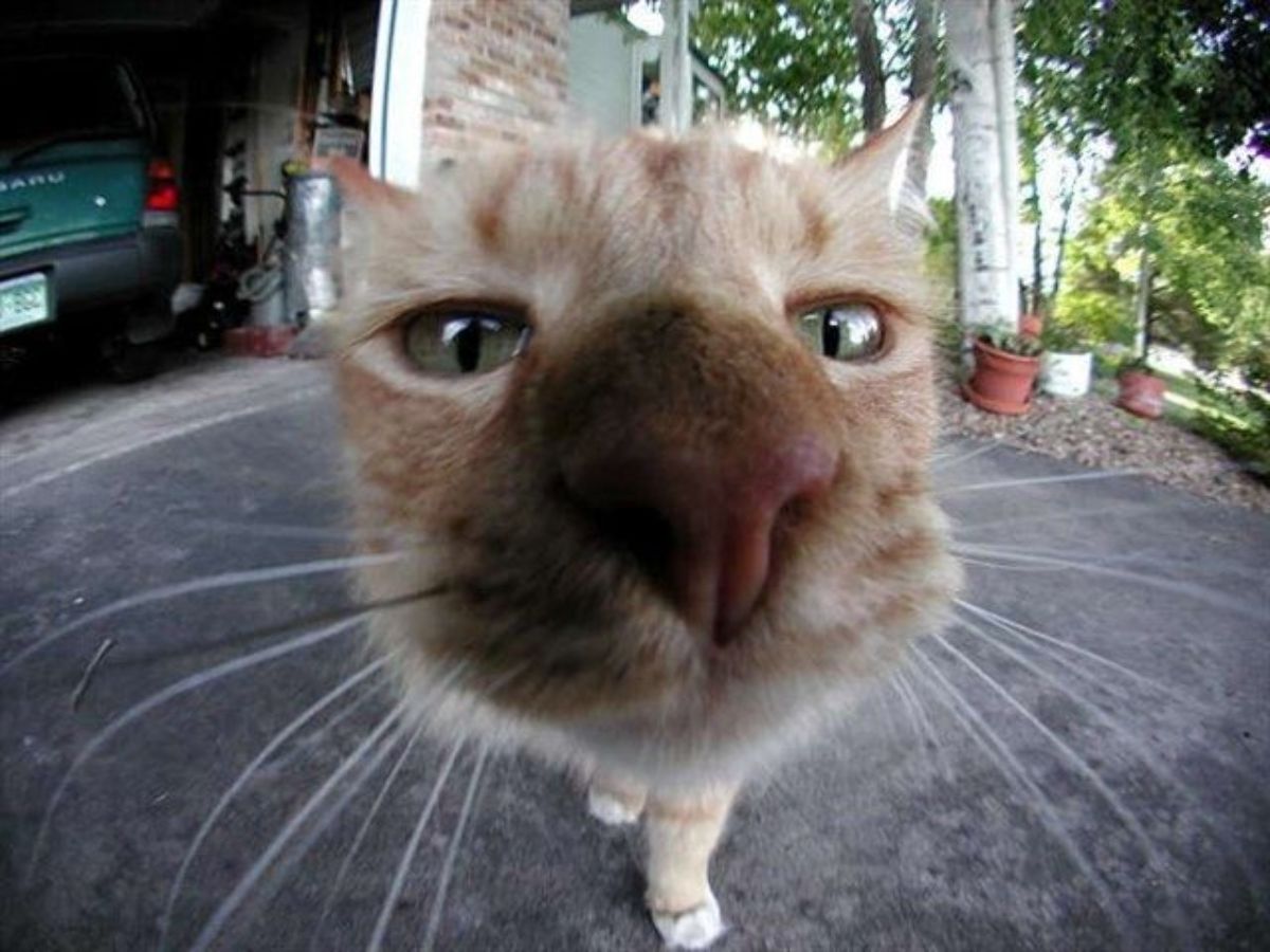 Name:  Cat_Fisheye.jpg
Views: 5449
Size:  124.2 KB