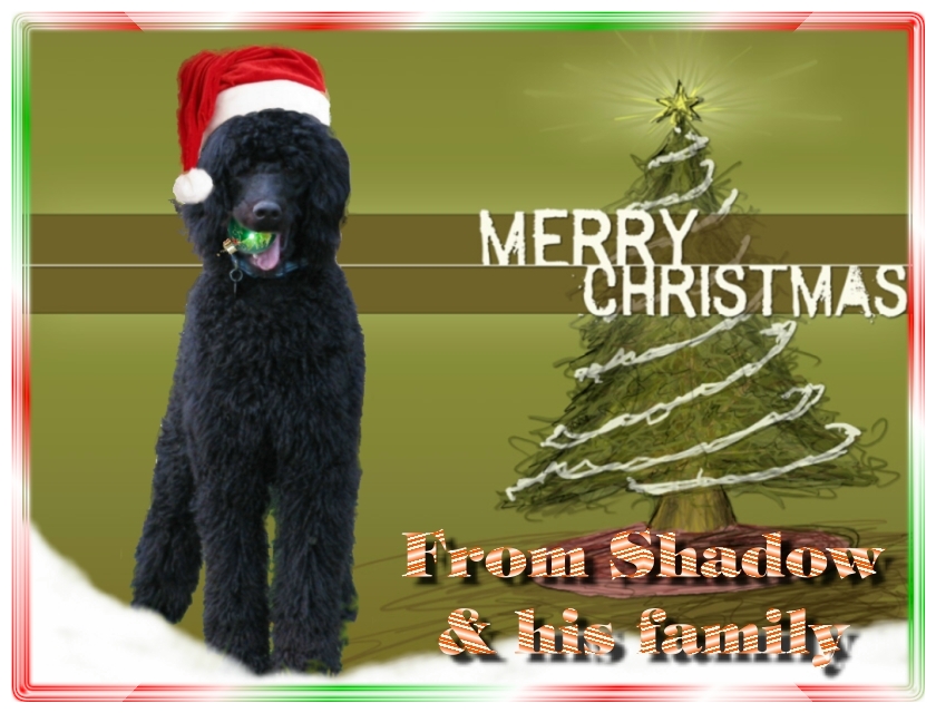 Name:  shadow-christmas-card-3.jpg
Views: 34449
Size:  291.5 KB