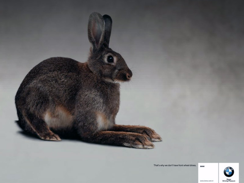 Name:  bunny.jpg
Views: 3955
Size:  55.3 KB