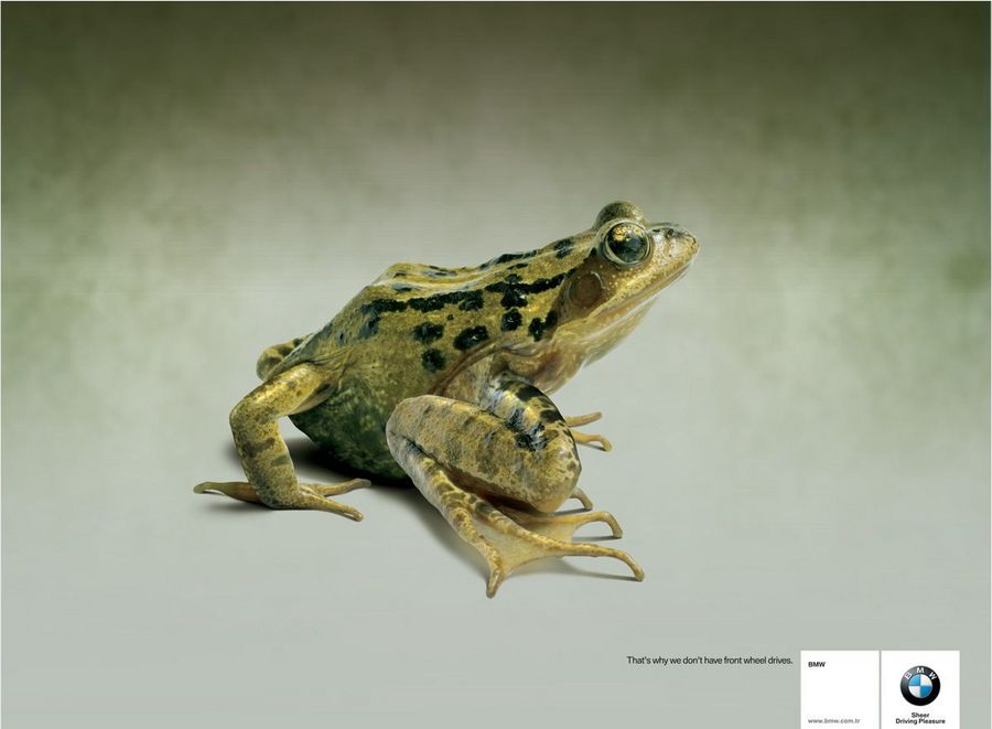 Name:  frog.jpg
Views: 4121
Size:  45.8 KB