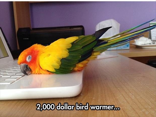 Name:  bird-warmer.jpg
Views: 523
Size:  57.9 KB