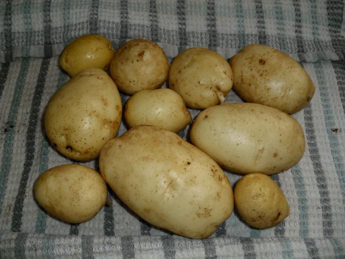 Name:  Potatoes.JPG
Views: 591
Size:  134.7 KB