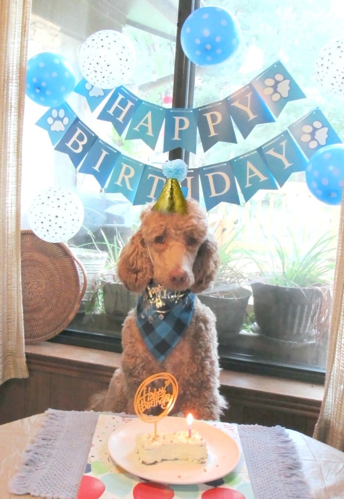 Name:  Shiloh-birthday2.JPG
Views: 1509
Size:  172.6 KB