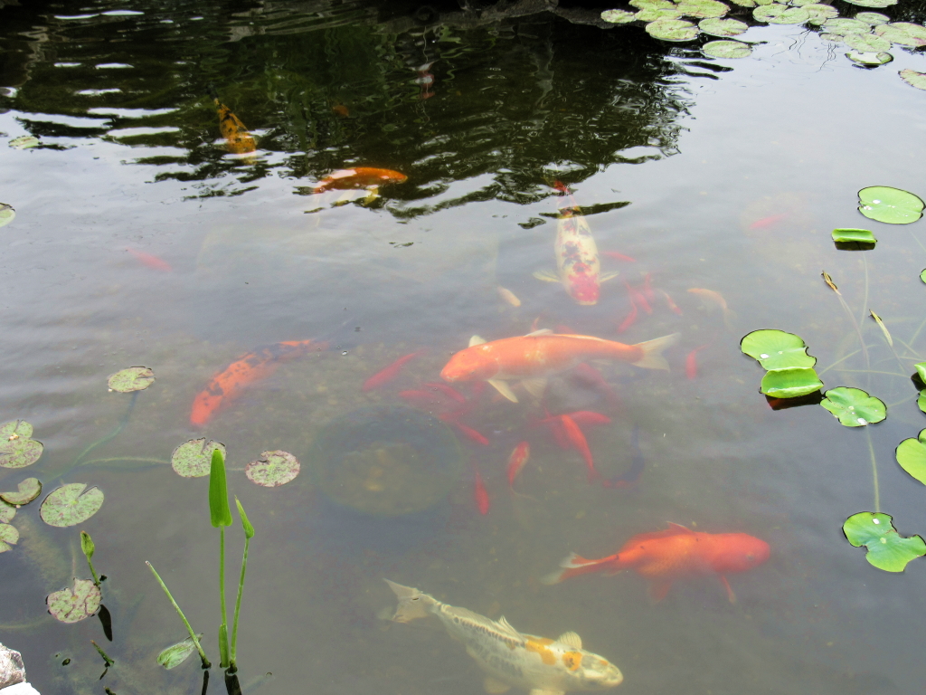 Name:  pond-fish.jpg
Views: 20359
Size:  648.7 KB