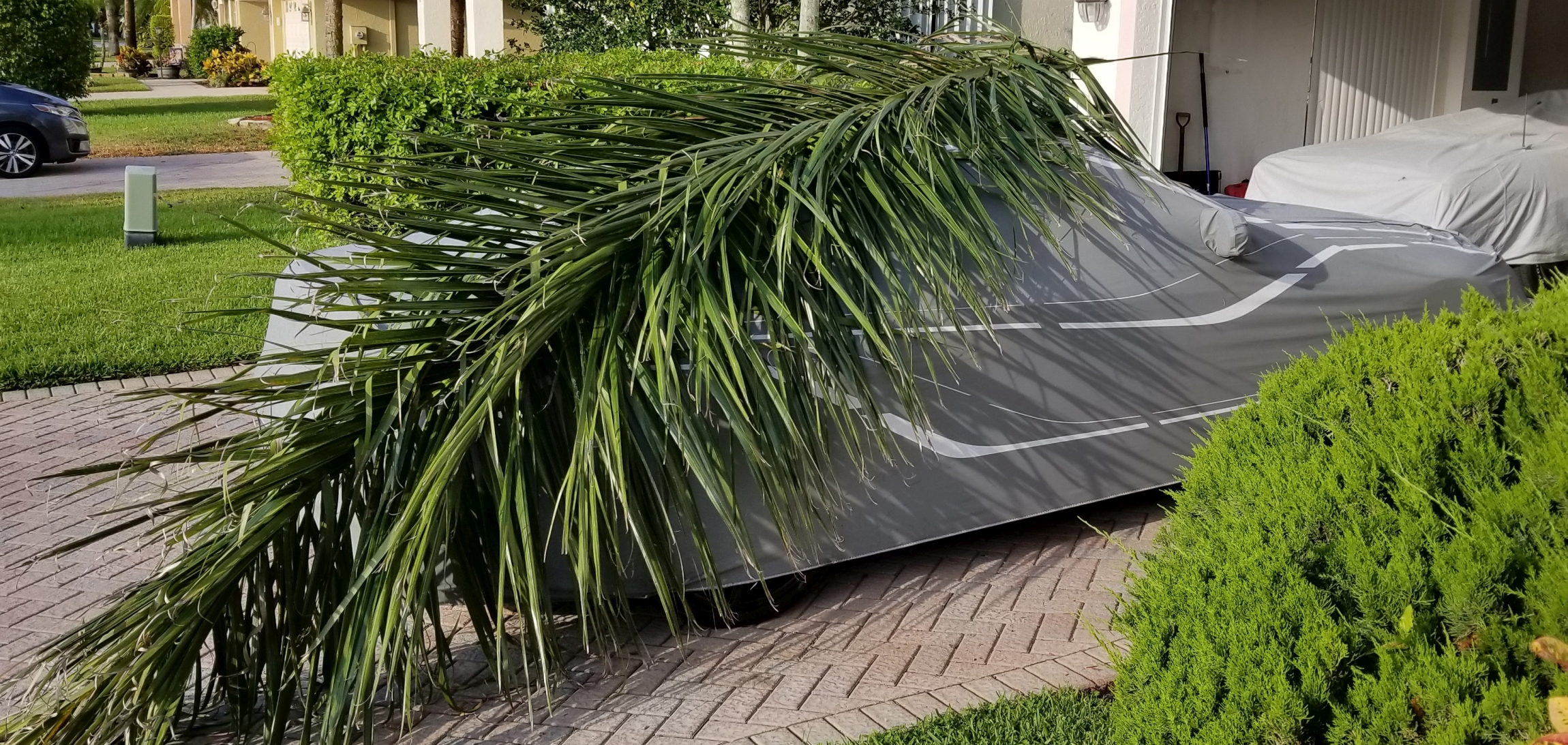 Name:  palm frond meets car.jpg
Views: 387
Size:  2.15 MB