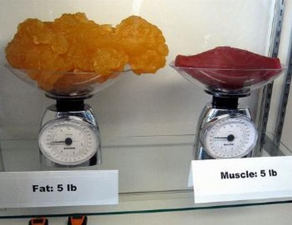 Name:  Fat and muscle..jpg
Views: 3208
Size:  27.6 KB