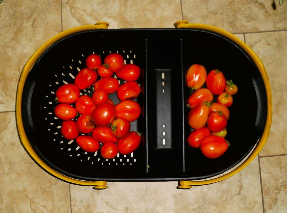 Name:  Tomatoes.jpg
Views: 533
Size:  107.0 KB