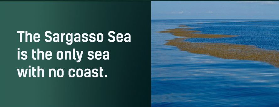 Name:  Sargasso Sea..jpg
Views: 406
Size:  38.4 KB